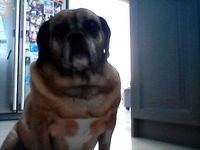or Bella the pug is her face guilty?? or Bella the pug is her face guilty??