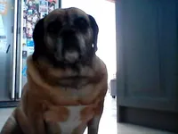 or Bella the pug is her face guilty?? or Bella the pug is her face guilty??