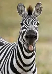 Zebras