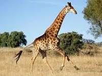 Giraffe Giraffe