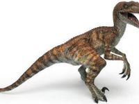 Velociraptor Velociraptor