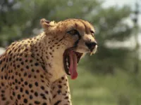 Cheetah