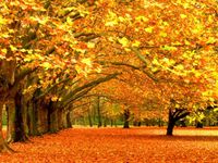 Fall Fall