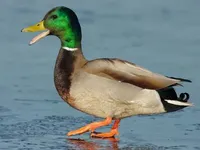 Duck Duck