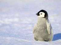 This penguin! This penguin!