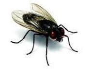 10,000 Flies 10,000 Flies
