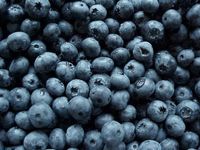 Blueberry Blueberry