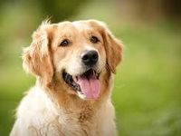 Golden Retriever Golden Retriever