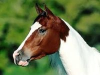 Horse Horse