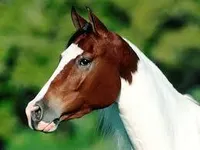 Horse Horse