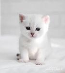 Snowflake: Anyone who loves me Snowflake: Anyone who loves me