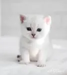 Snowflake: Anyone who loves me Snowflake: Anyone who loves me