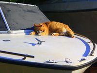 This sleepy skipper. This sleepy skipper.