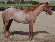 Strawberry roan Strawberry roan