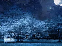 Night