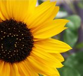 Sunflower Sunflower