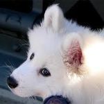 Puppy Wolf Eyes!! :) Puppy Wolf Eyes!! :)