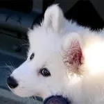 Puppy Wolf Eyes!! :) Puppy Wolf Eyes!! :)