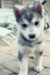 This husky!