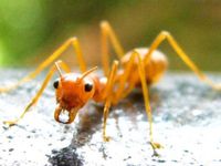 Yellow Meadow Ant Yellow Meadow Ant