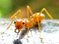 Yellow Meadow Ant Yellow Meadow Ant