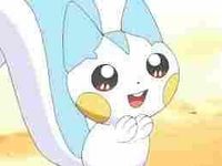 pachirisu pachirisu
