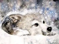Wolf Wolf