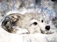 Wolf Wolf