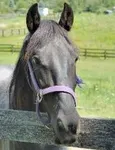 Horse 7