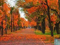 Fall Fall