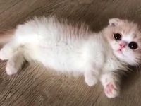 Be a cute little kit! Be a cute little kit!