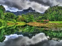 Jungle