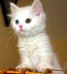 CAT CAT