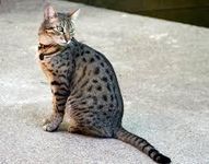 Egyptian Mau Egyptian Mau