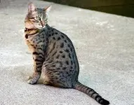 Egyptian Mau Egyptian Mau