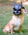 Batdog (officially known as spike) Batdog (officially known as spike)