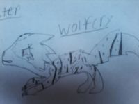 Warrior cat Warrior cat