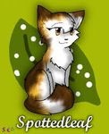 Spottedleaf! She's soo pretty and she was the first medicine cat we were introduced to! Spottedleaf! She's soo pretty and she was the first medicine cat we were introduced to!