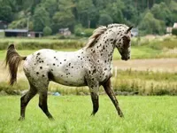 Appaloosa Appaloosa