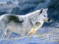 Wolves Wolves