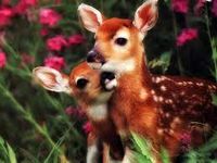 Deer Deer