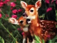 Deer Deer