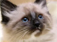 Siamese Cat Siamese Cat