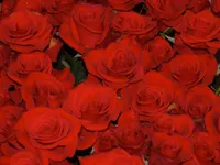 Red roses