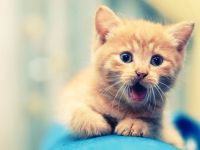 This cat! This cat!