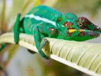 Reptiles Reptiles