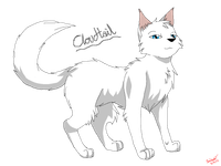 Cloudtail
