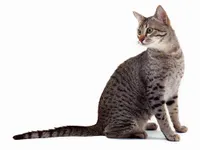 Egyptian Mau Cats Egyptian Mau Cats