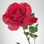 Rose (June) Rose (June)