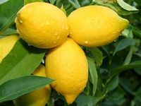 Lemon Lemon